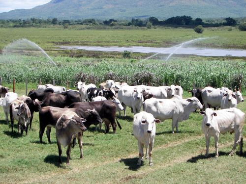 ARTIGO TÉCNICO ][ Tempo de vacas gordas para a pecuária de corte no Brasil